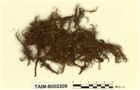 藏品(曲柄苔屬)的圖片